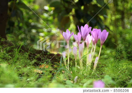 十月花狗藏紅花Yuri 54 8500206