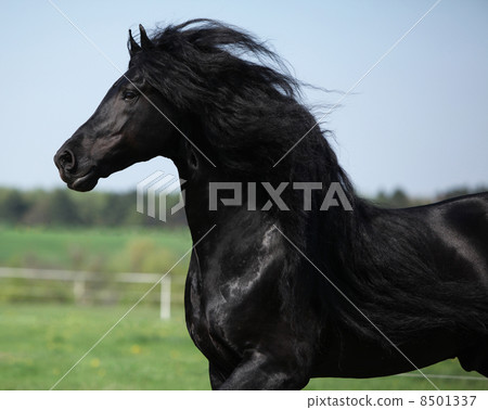 Gorgeous friesian stallion with long mane running on pasturage Gorgeous friesian stallion with long mane running on pasturage 8501337