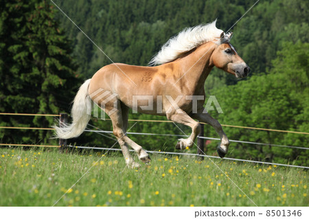 Nice haflinger stallion running on pasturage 8501346