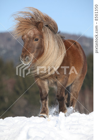 Falabella, 10 years old mare 8501350