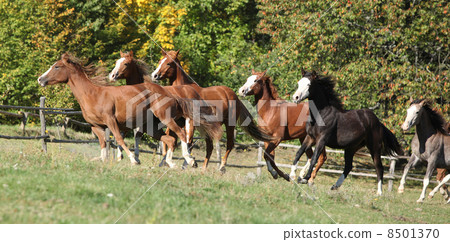 Batch of horses running on pasturage Batch of horses running on pasturage 8501370