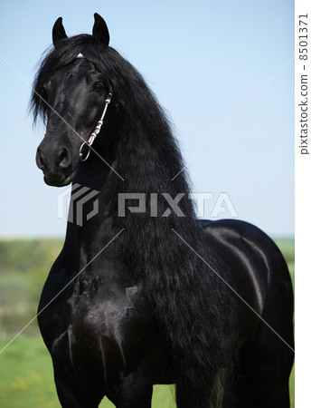 Gorgeous friesian stallion with long mane 8501371