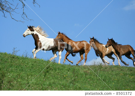 Beautiful batch of horses running on horizon 8501372