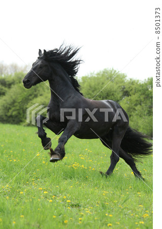 Black friesian horse runninng on pasturage 8501373