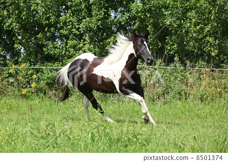 Paint horse running on pasturage Paint horse running on pasturage 8501374