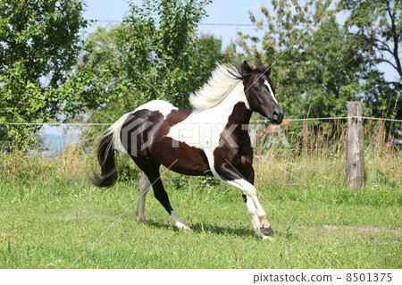 Paint horse running on pasturage Paint horse running on pasturage 8501375