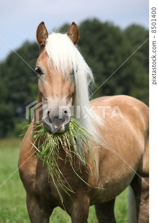 Portrait of nice haflinger eating grass 8501400