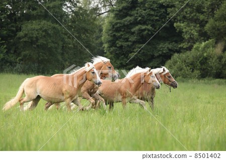 Batch of chestnut horses running together in freedom 8501402
