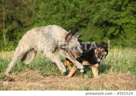 Two dogs playing with each other and running 8501524