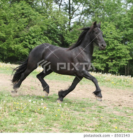 Friesian horse running on pasturage in summer Friesian horse running on pasturage in summer 8501543