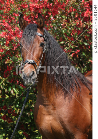 Beautiful brown andalusian stallion in front of red blossoms Beautiful brown andalusian stallion in front of red blossoms 8501544
