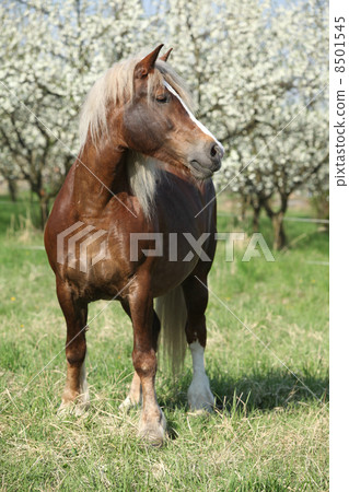 Nice brown draft horse in front of flowering plum trees Nice brown draft horse in front of flowering plum trees 8501545