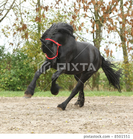 Black friesian stallion running on sand in autumn 8501551