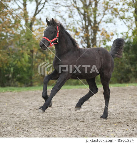 Beautiful friesian foal running on sand in autumn 8501554