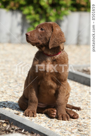 Chesapeake Bay Retriever puppy Chesapeake Bay Retriever puppy 8501659