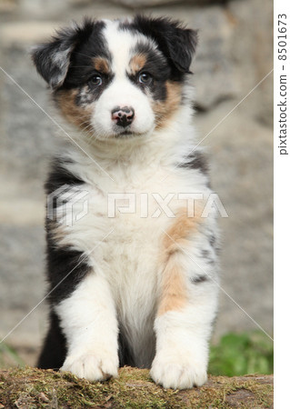 Gorgeous australian shepherd puppy looking at you 8501673