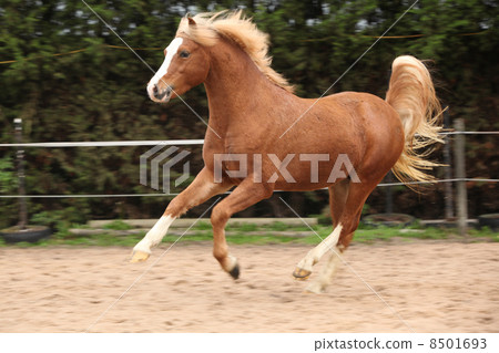 Welsh pony stallion chestnut with blond hair Welsh pony stallion chestnut with blond hair 8501693
