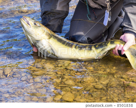 Full body of male salmon (handheld) 8501838