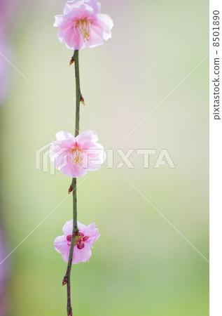 Dangling plum 8501890