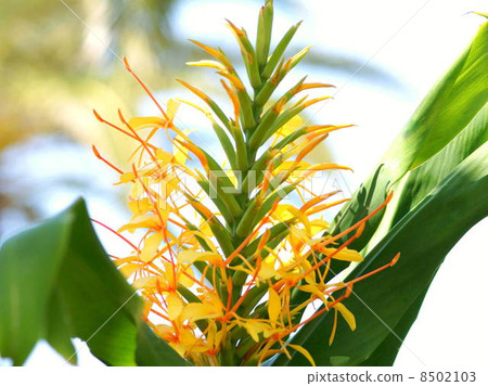 Ginger Lily (Yellow) 8502103