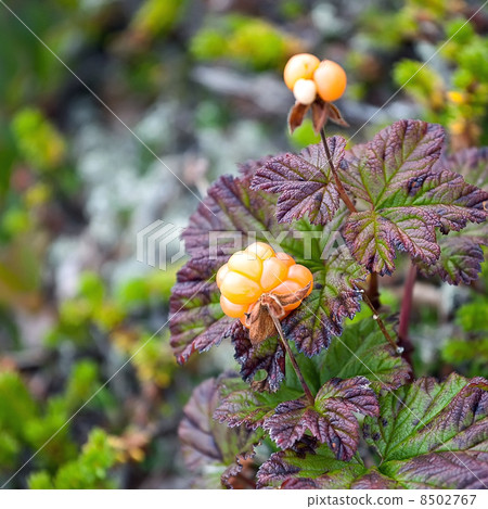 cloudberry cloudberry 8502767