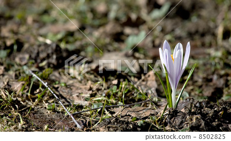 first spring flower first spring flower 8502825