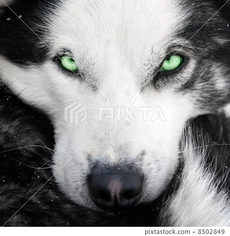 husky dog with green eyes 8502849