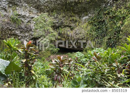 Fern cave 8503319