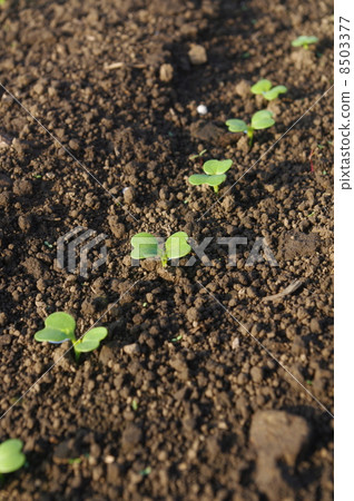 Germination of Komatsuna 8503377