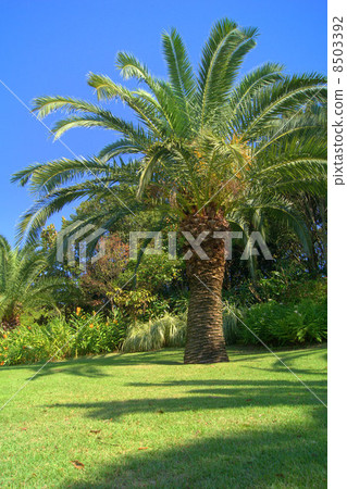 Blue Sky and Phoenix: Canary palm 8503392