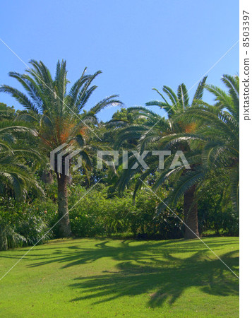 Blue Sky and Phoenix: Canary palm Blue Sky and Phoenix: Canary palm 8503397