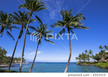 Hilton Waikoloa Resort 8503419