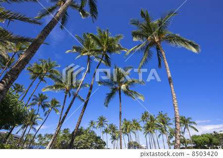 Hilton Waikoloa Resort 8503420