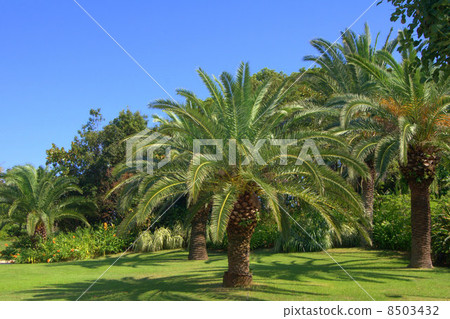 Blue Sky and Phoenix: Canary palm 8503432