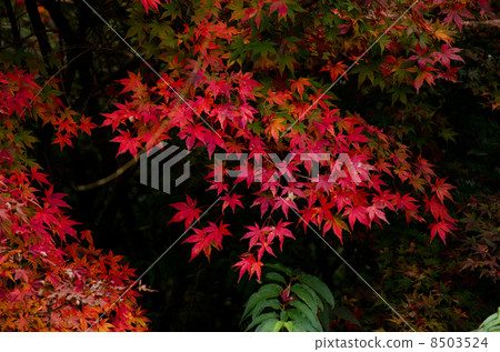 Shade Momiji 8503524