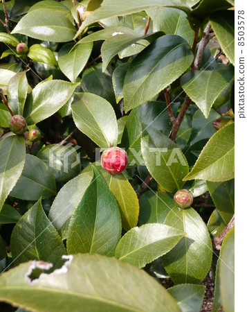 Tsubaki Bravo Tsubaki Bravo 8503578