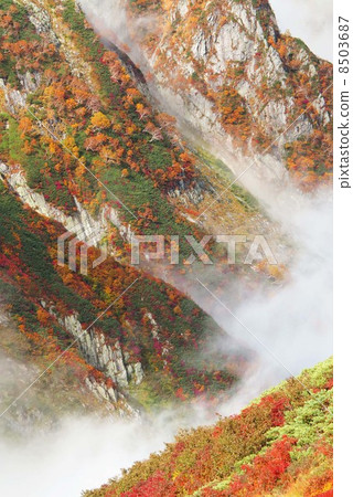 Autumn leaves of Jinzawa 8503687