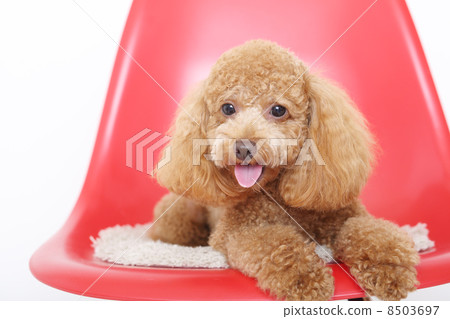 玩具貴賓犬 8503697