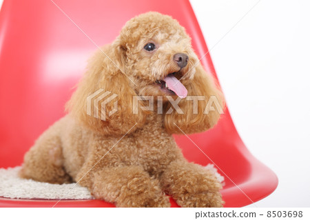 玩具貴賓犬 8503698