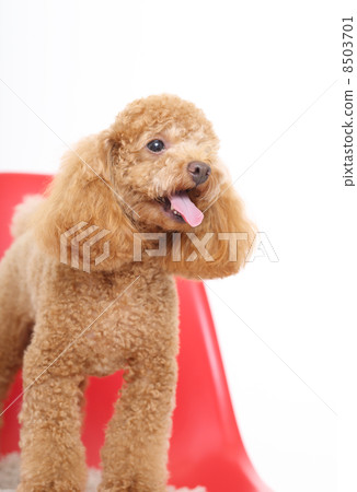 toy poodle toy poodle 8503701