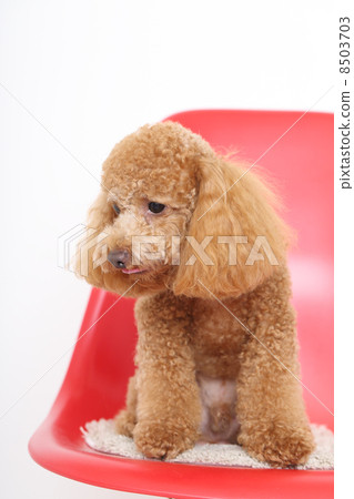 玩具貴賓犬 8503703