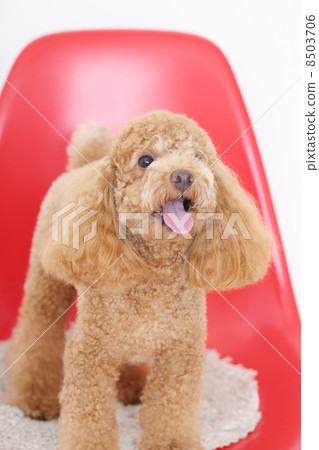 玩具貴賓犬 8503706