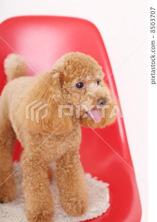 玩具貴賓犬 8503707