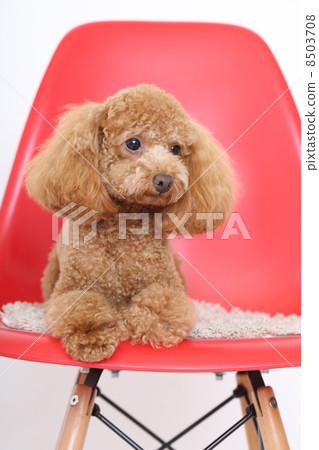 toy poodle toy poodle 8503708