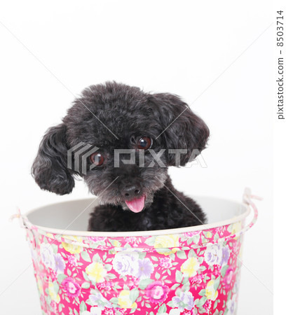 玩具貴賓犬 8503714