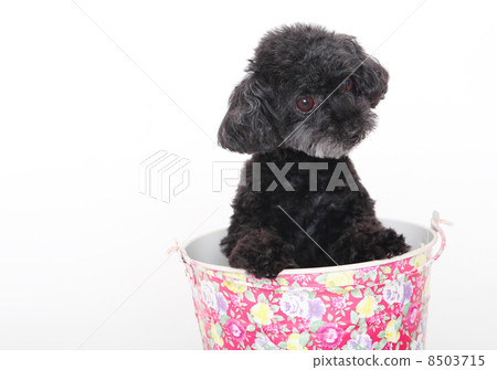 玩具貴賓犬 8503715