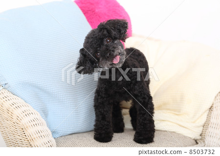 toy poodle toy poodle 8503732
