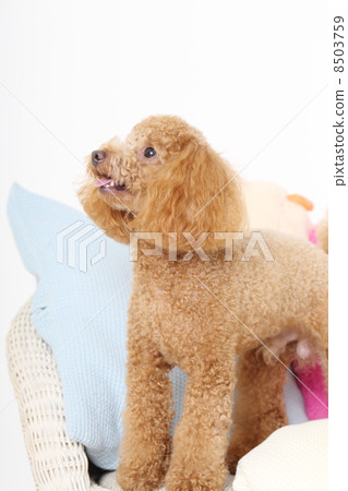 玩具貴賓犬 8503759