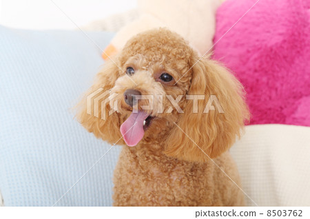 玩具貴賓犬 8503762