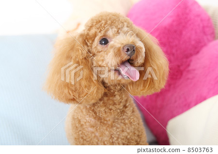 玩具貴賓犬 8503763